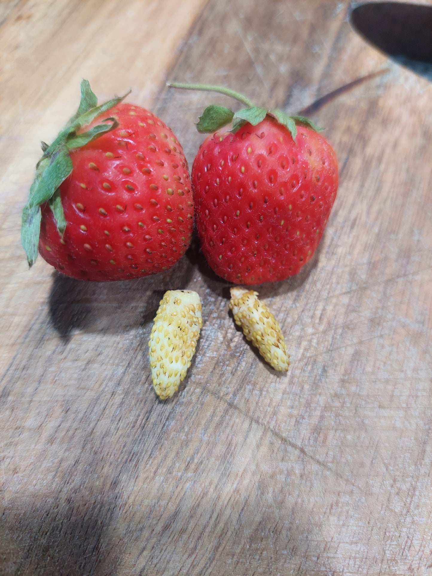 White Alpine Strawberries (Fragaria vesca)