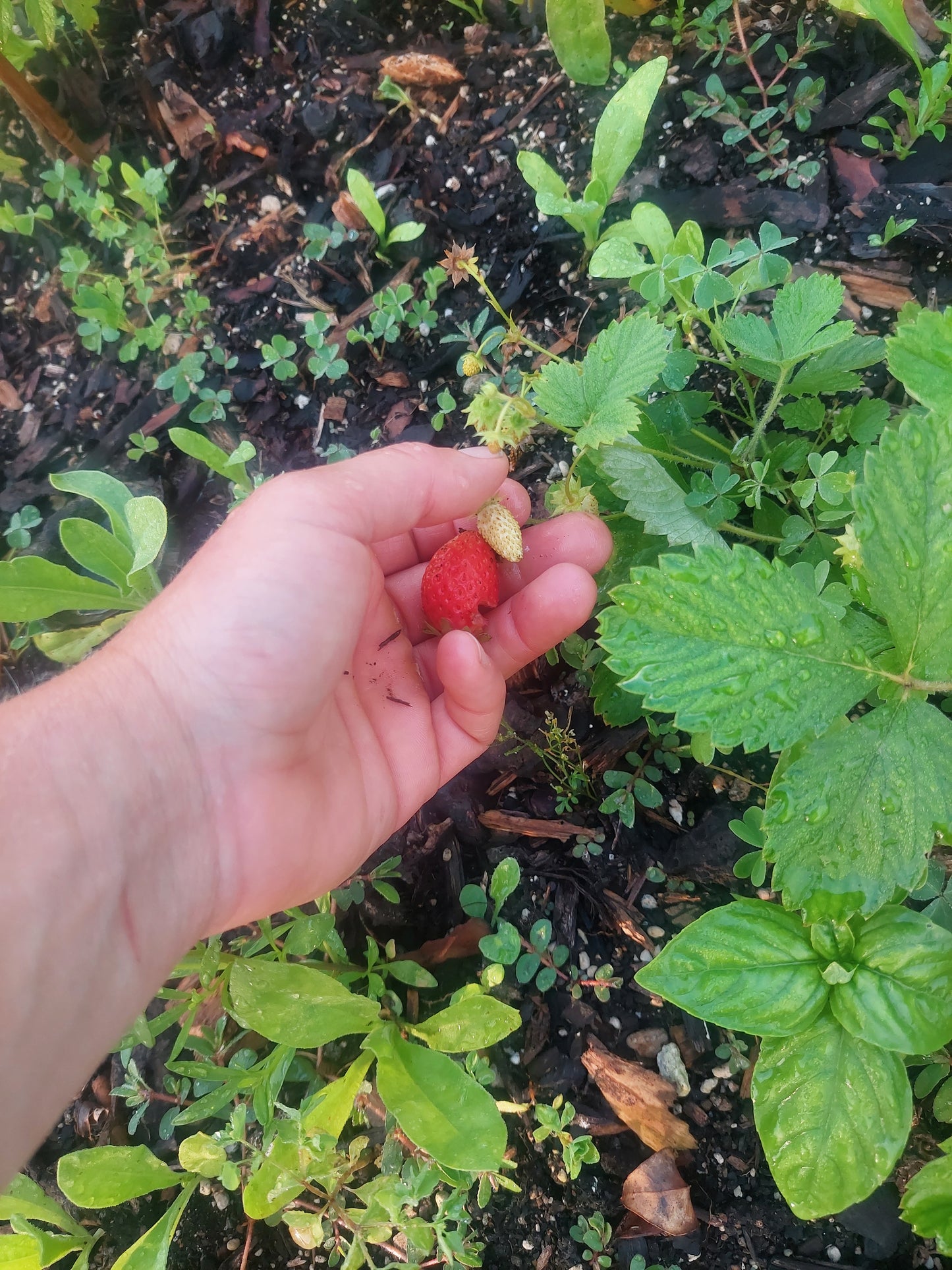 White Alpine Strawberries (Fragaria vesca)