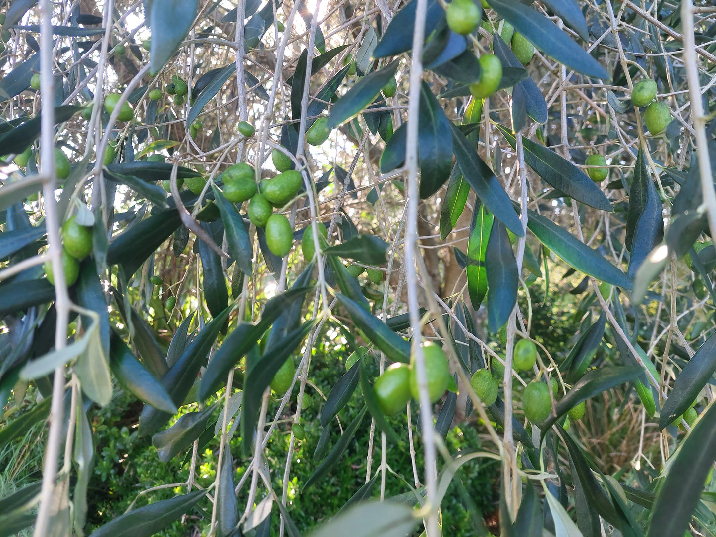 Olive Barnea Trees