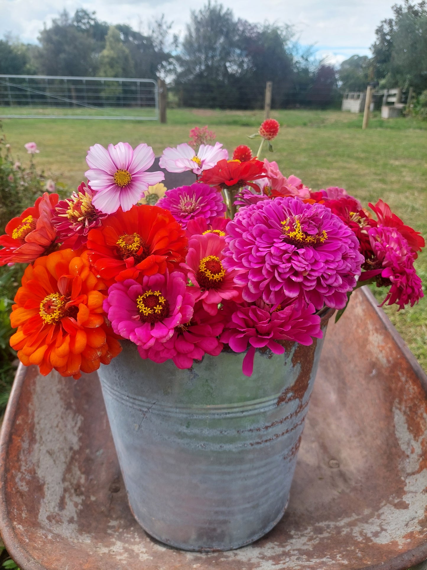 Joyful Zinnia Mix