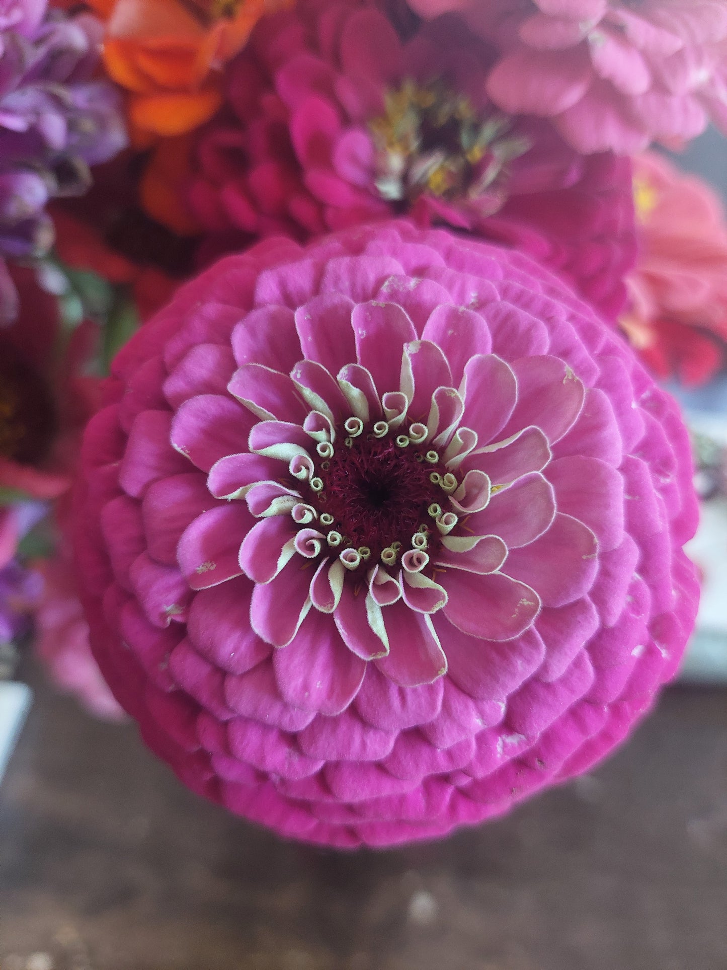 Joyful Zinnia Mix