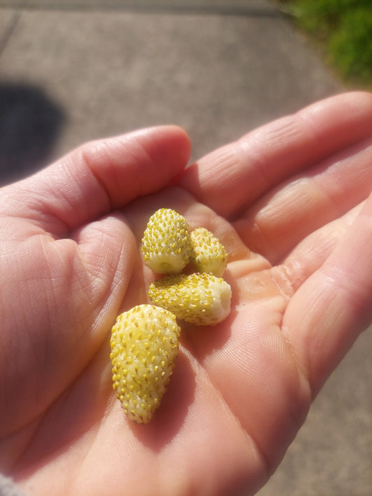 White Alpine Strawberries (Fragaria vesca)