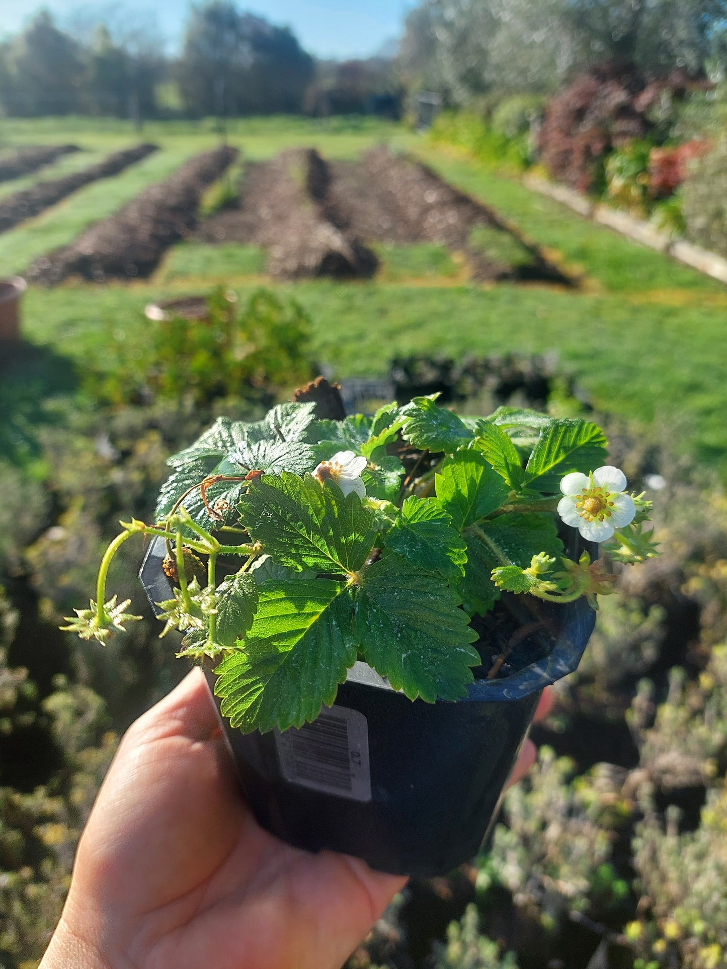 White Alpine Strawberries (Fragaria vesca)