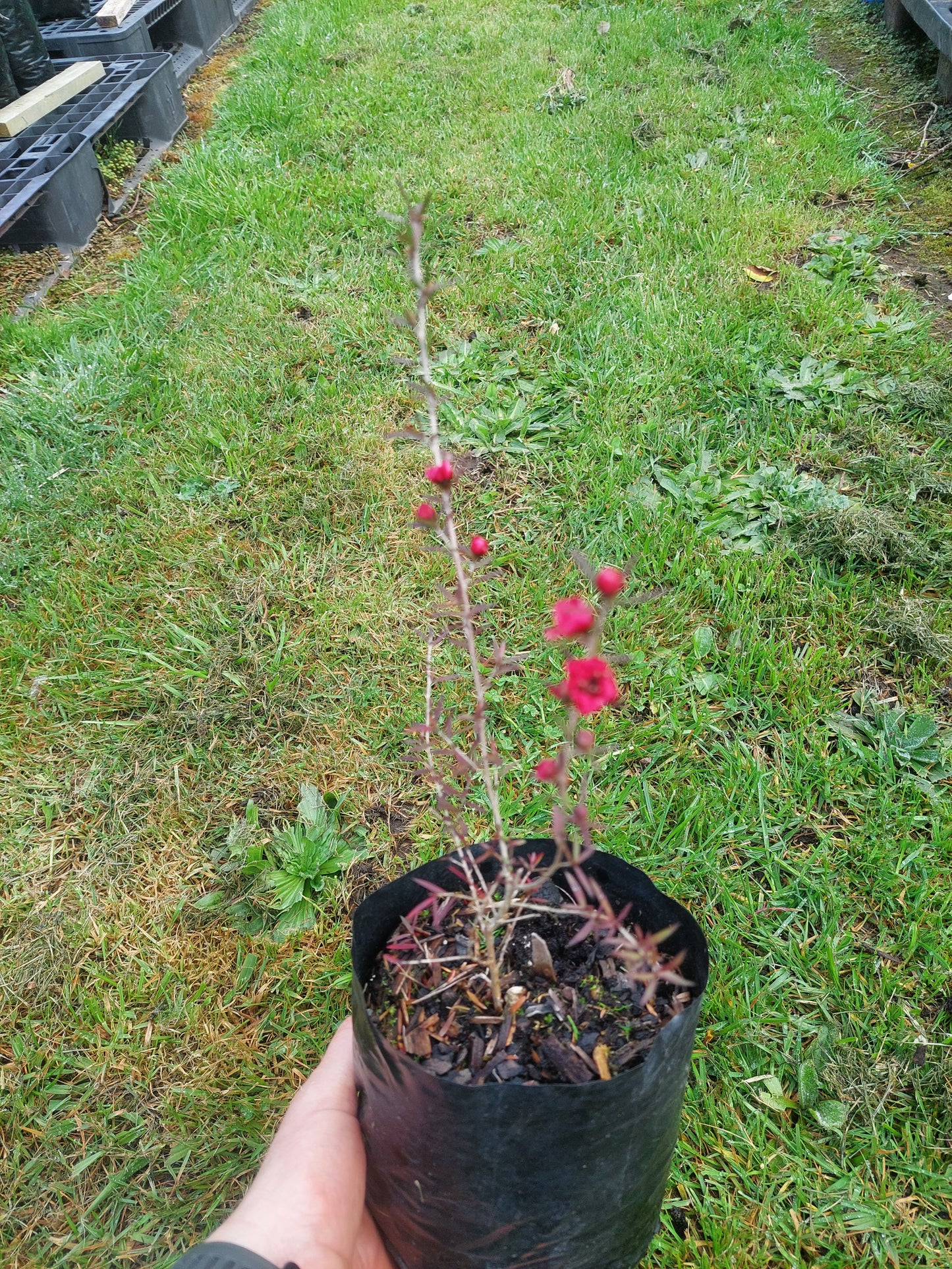 Leptospermum Crimson Glory - Tea Tree