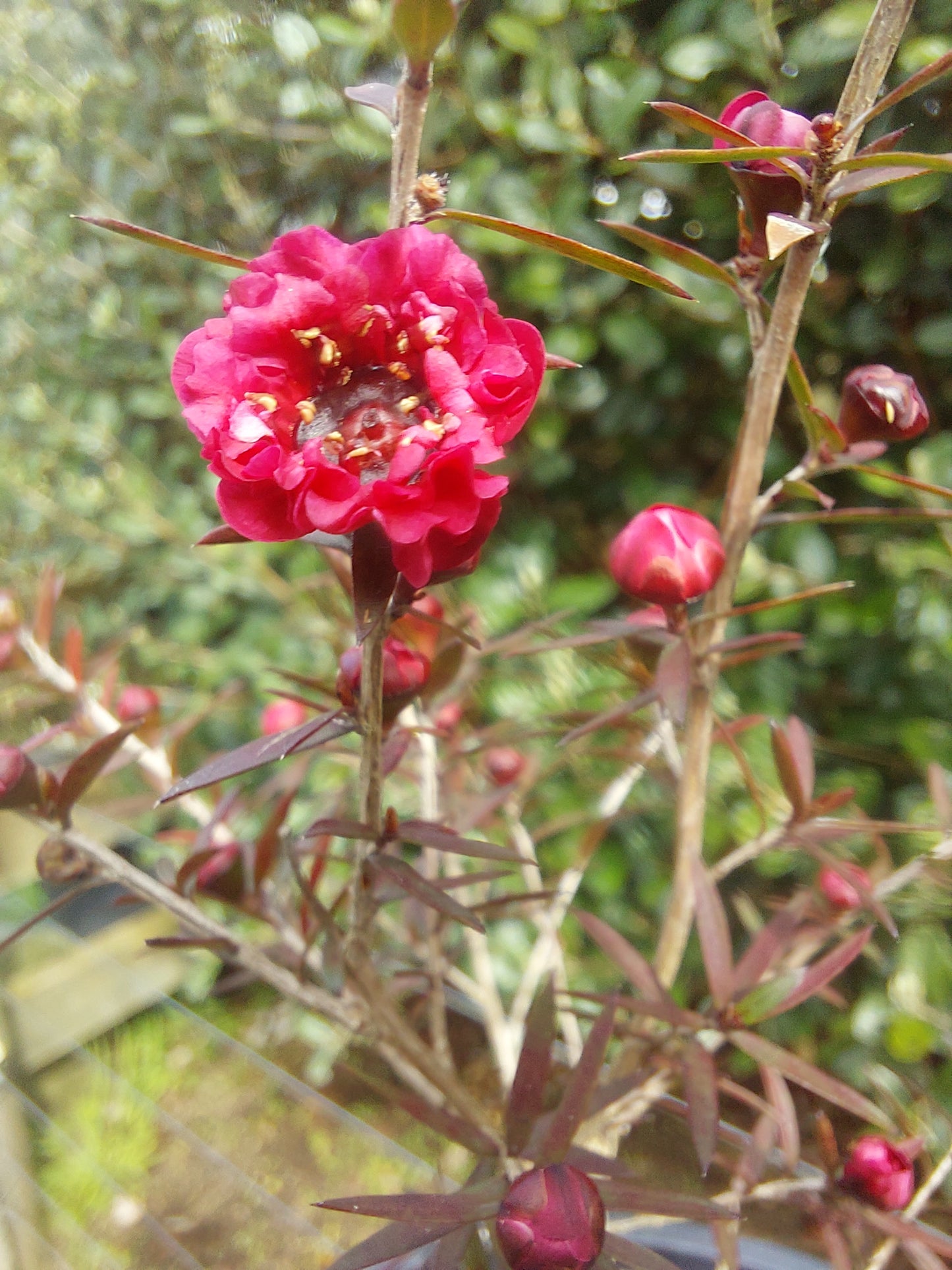 Leptospermum Crimson Glory - Tea Tree