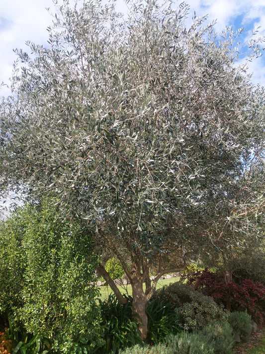 Olive Barnea Trees