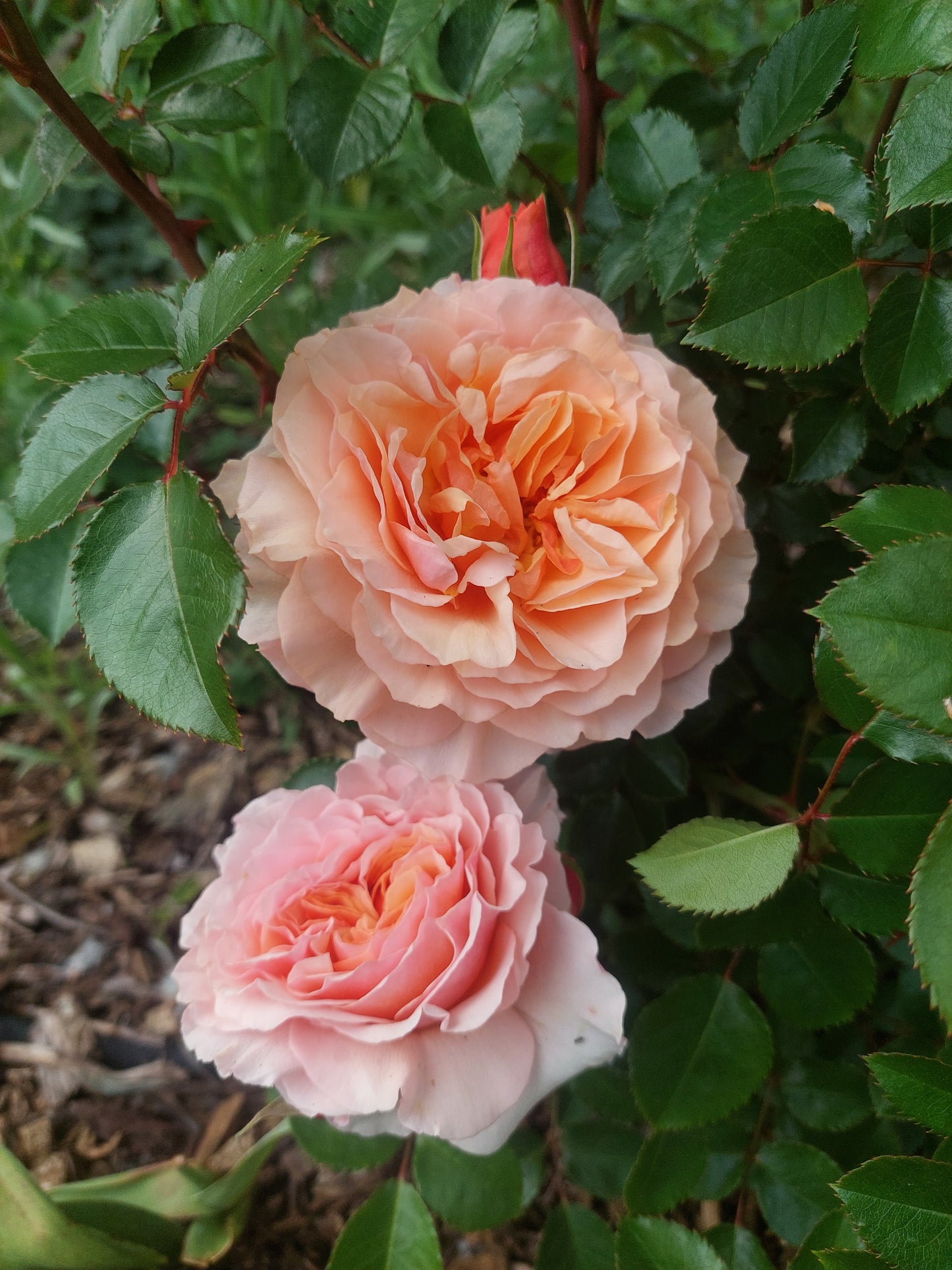 School Holiday Bloom & Create Session