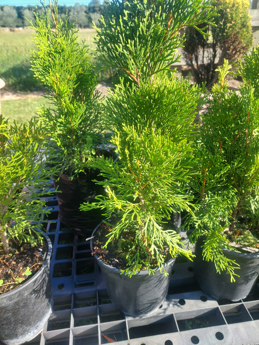 Thuja Smaragad - emerald cedar trees