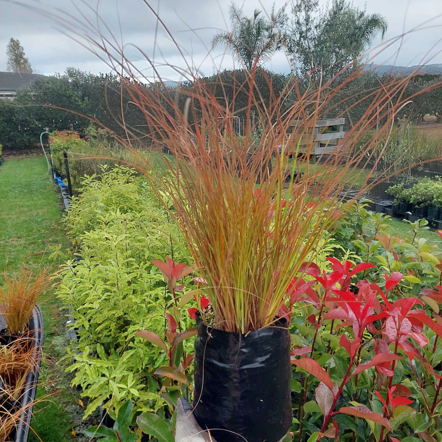 Carex red ornamental grass