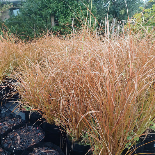 Carex red ornamental grass