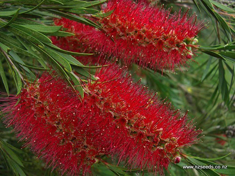 Callistemon citrinus