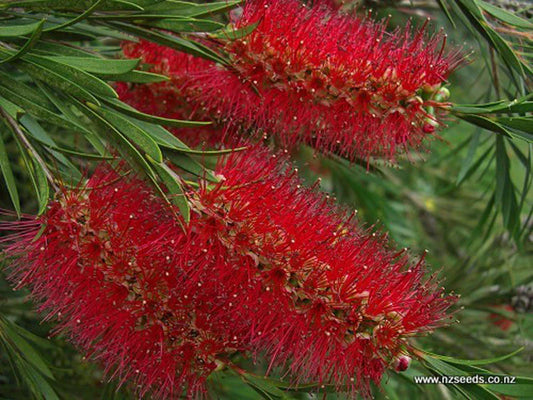 Callistemon citrinus
