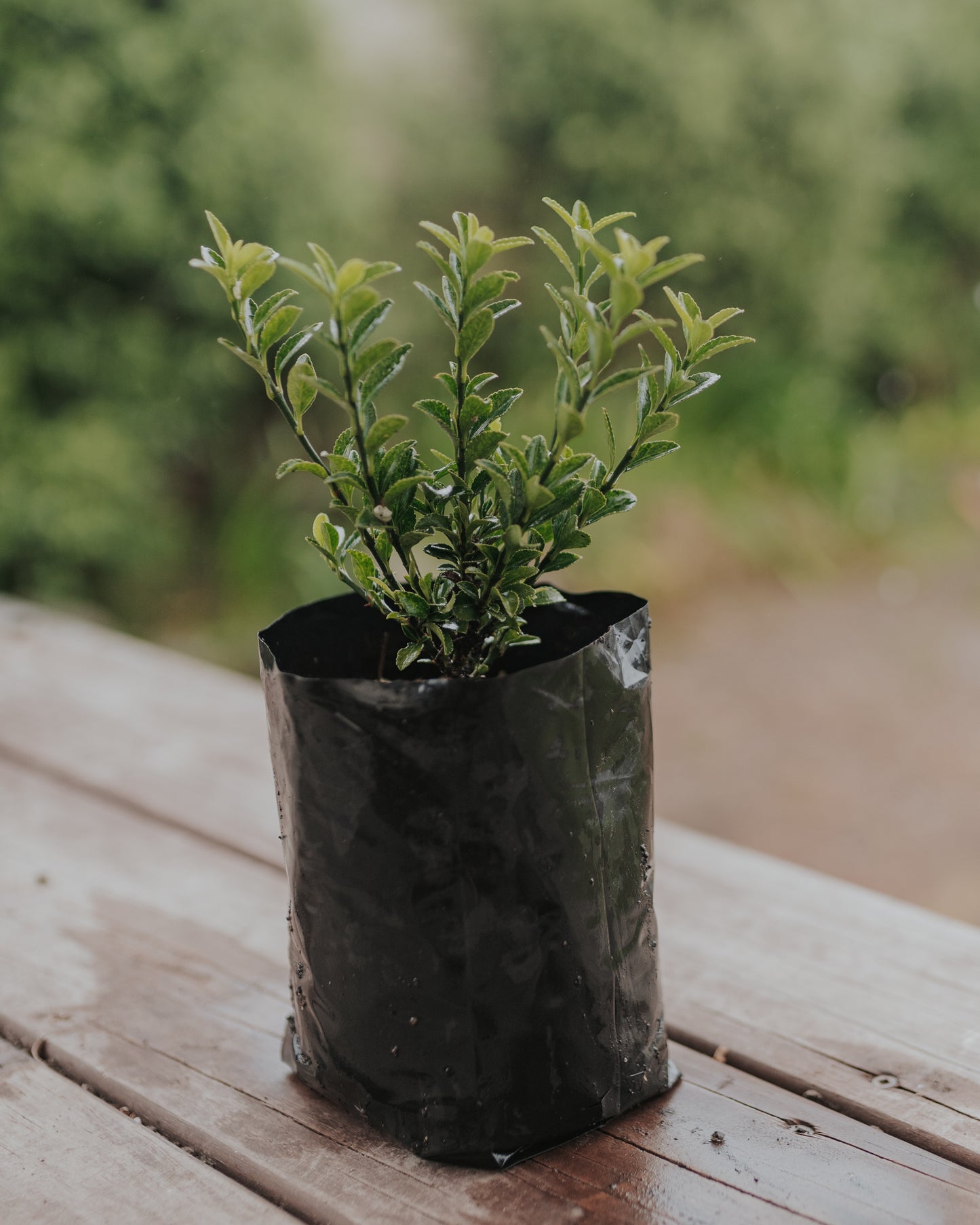 Buxus (Semperviren) - English box hedge