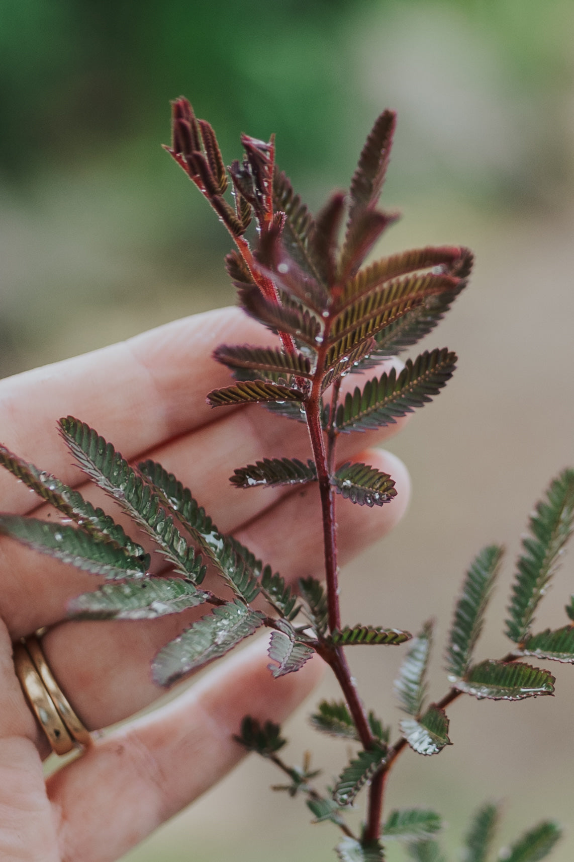 Acacia baileyana Purpurea - Wattle tree