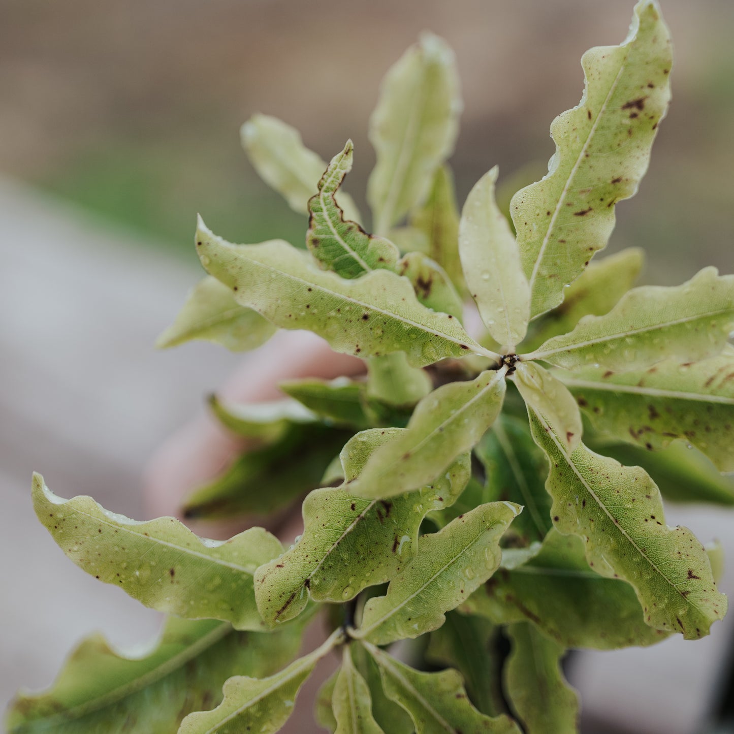 Lemonwood hedging-Pittosporum Eugenoides