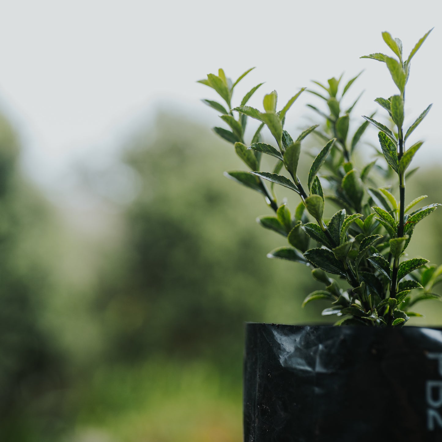 Buxus (Semperviren) - English box hedge