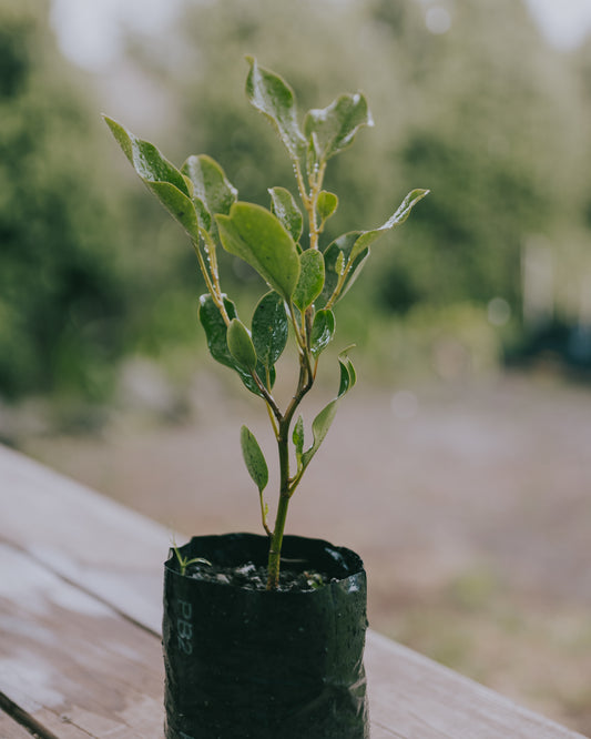 Griselinia Broadway mint