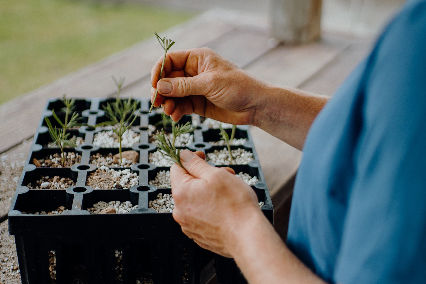 How to Make More Plants Workshop