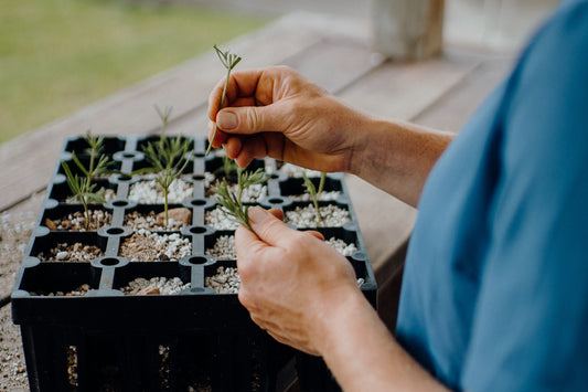 How to Make More Plants Workshop