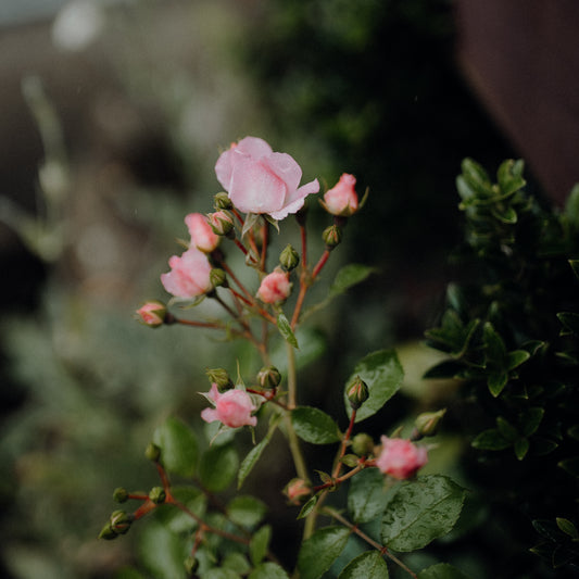 Carpet roses