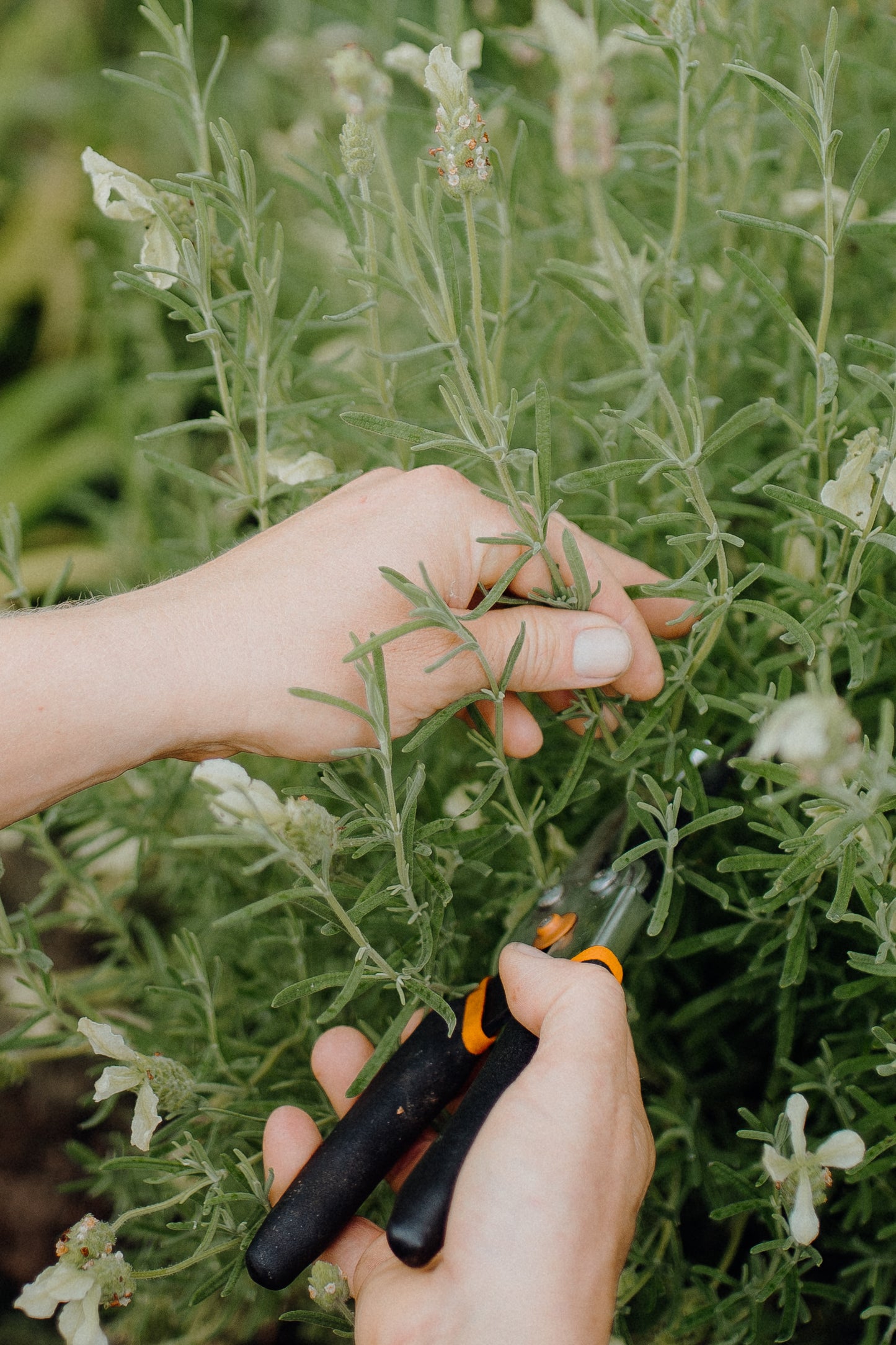 How to Make More Plants Workshop