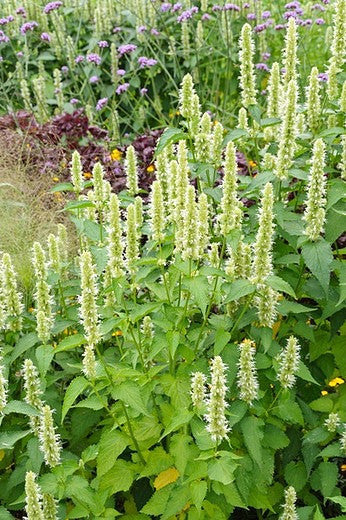 Agastache- White Anise Hyssop/ Korean Mint
