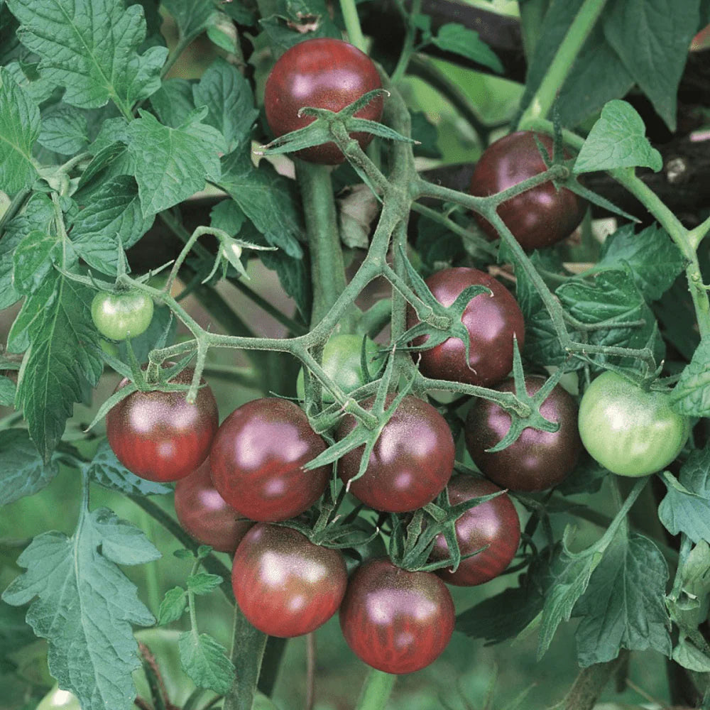 Tomato Black Cherry