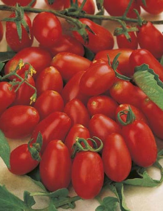 Tomato Cherry Roma