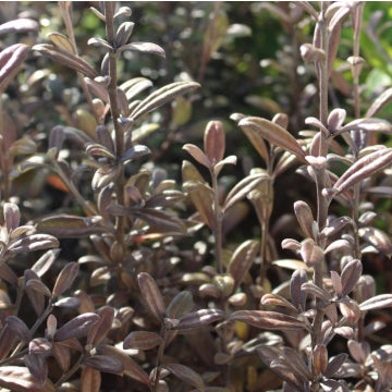 Corokia frosted chocolate