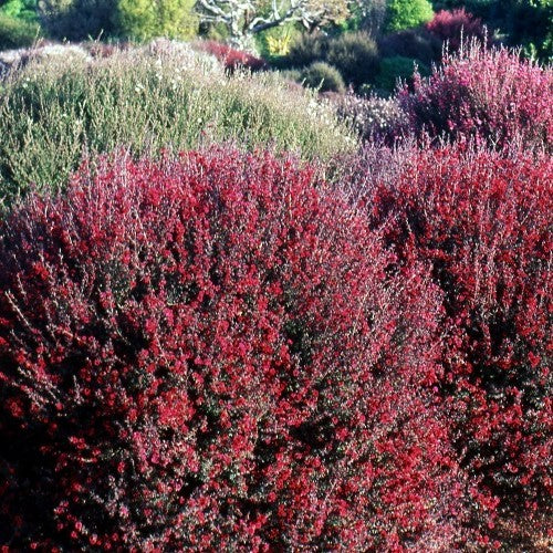 Leptospermum Crimson Glory - Tea Tree