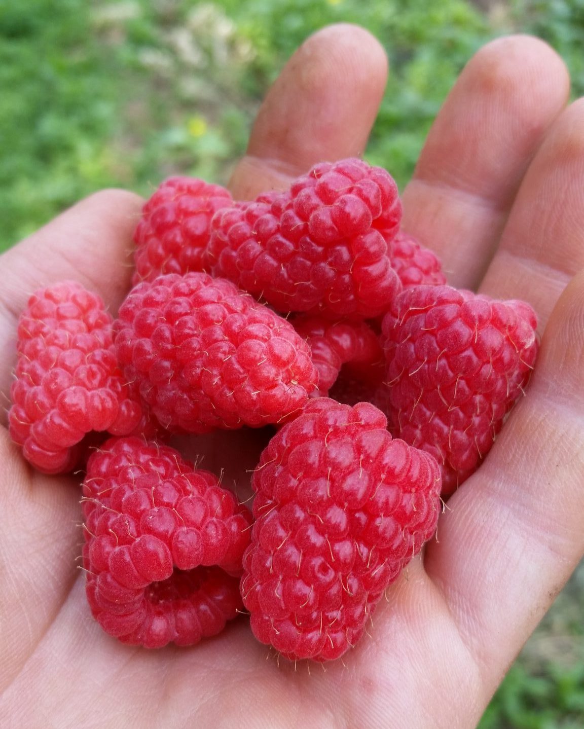 Raspberry Tulameen