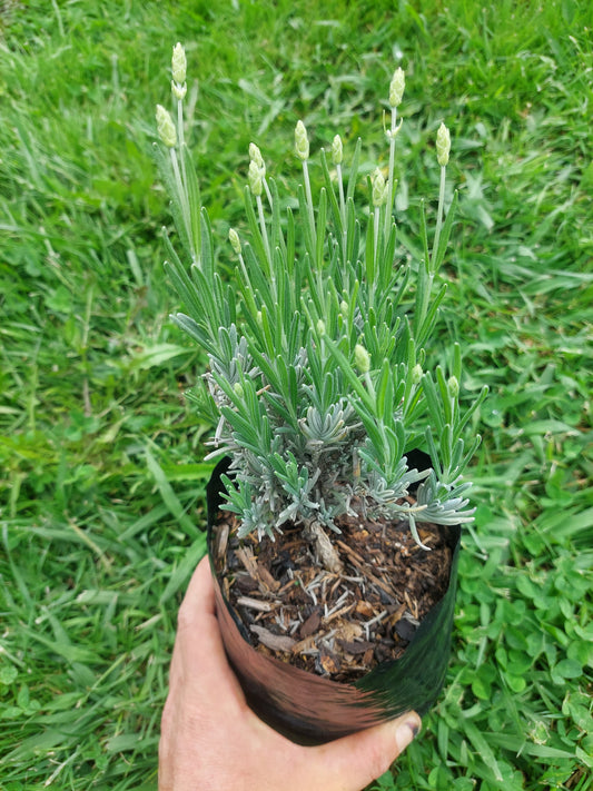 Lavender Blue Mountain White