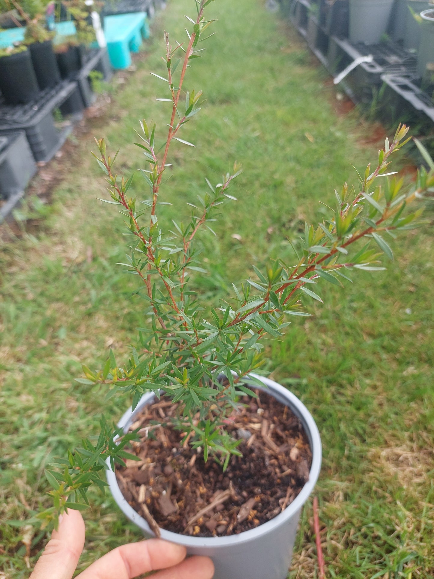 Leptospermum blossom