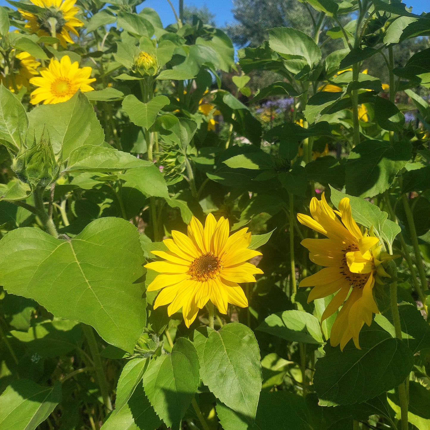 Sunflower stems
