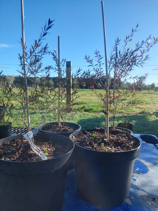 Leptospermum Copper Sheen