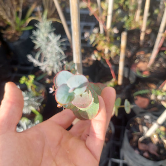 Eucalyptus Cordata plants