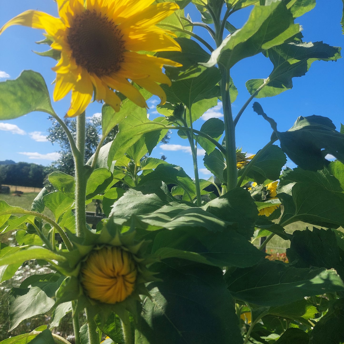 Sunflower stems