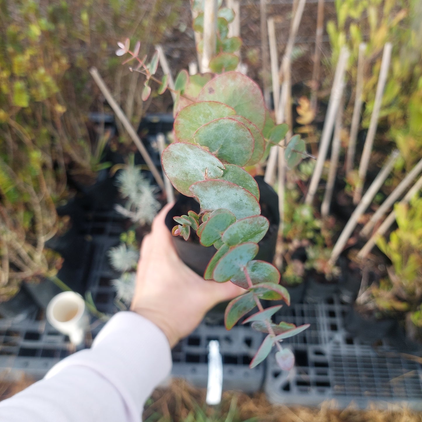 Eucalyptus Cordata plants