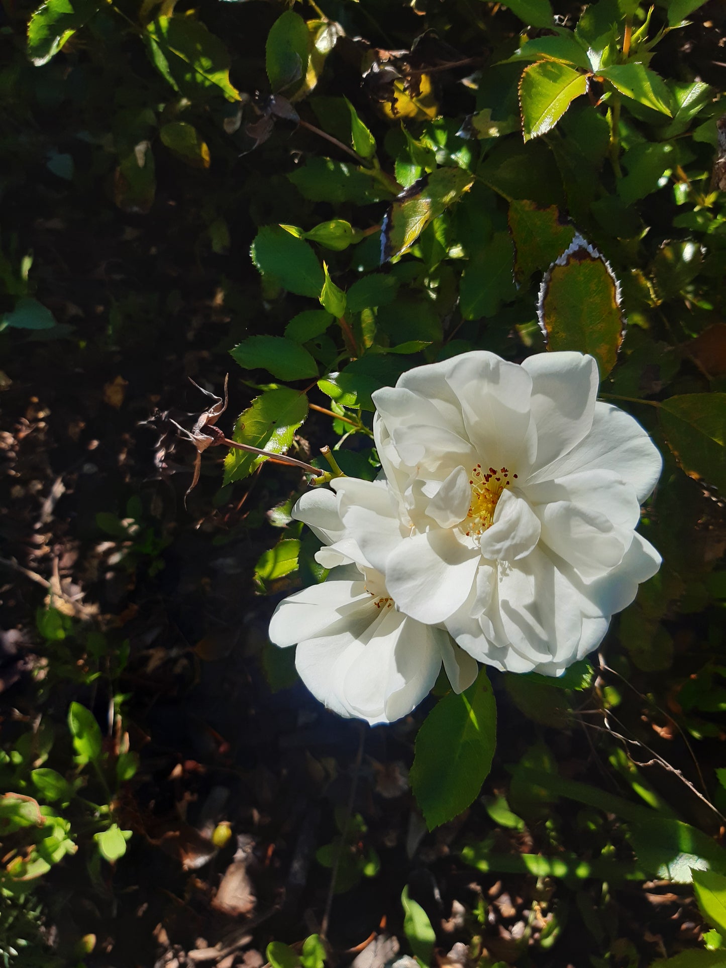 Carpet roses