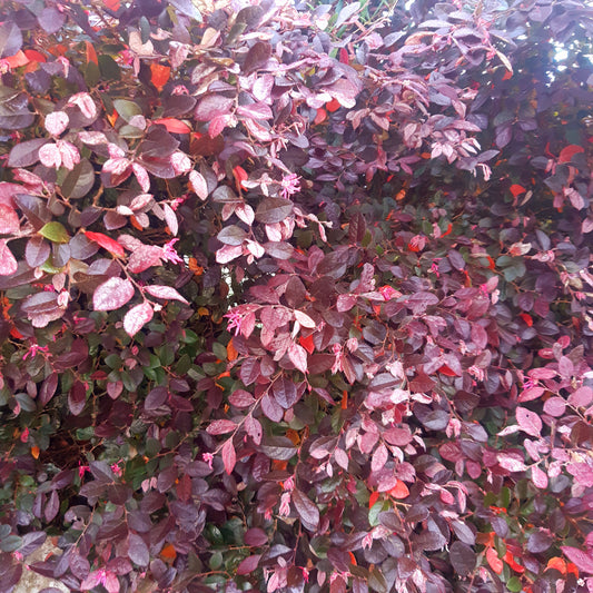 Loropetalum burgundy