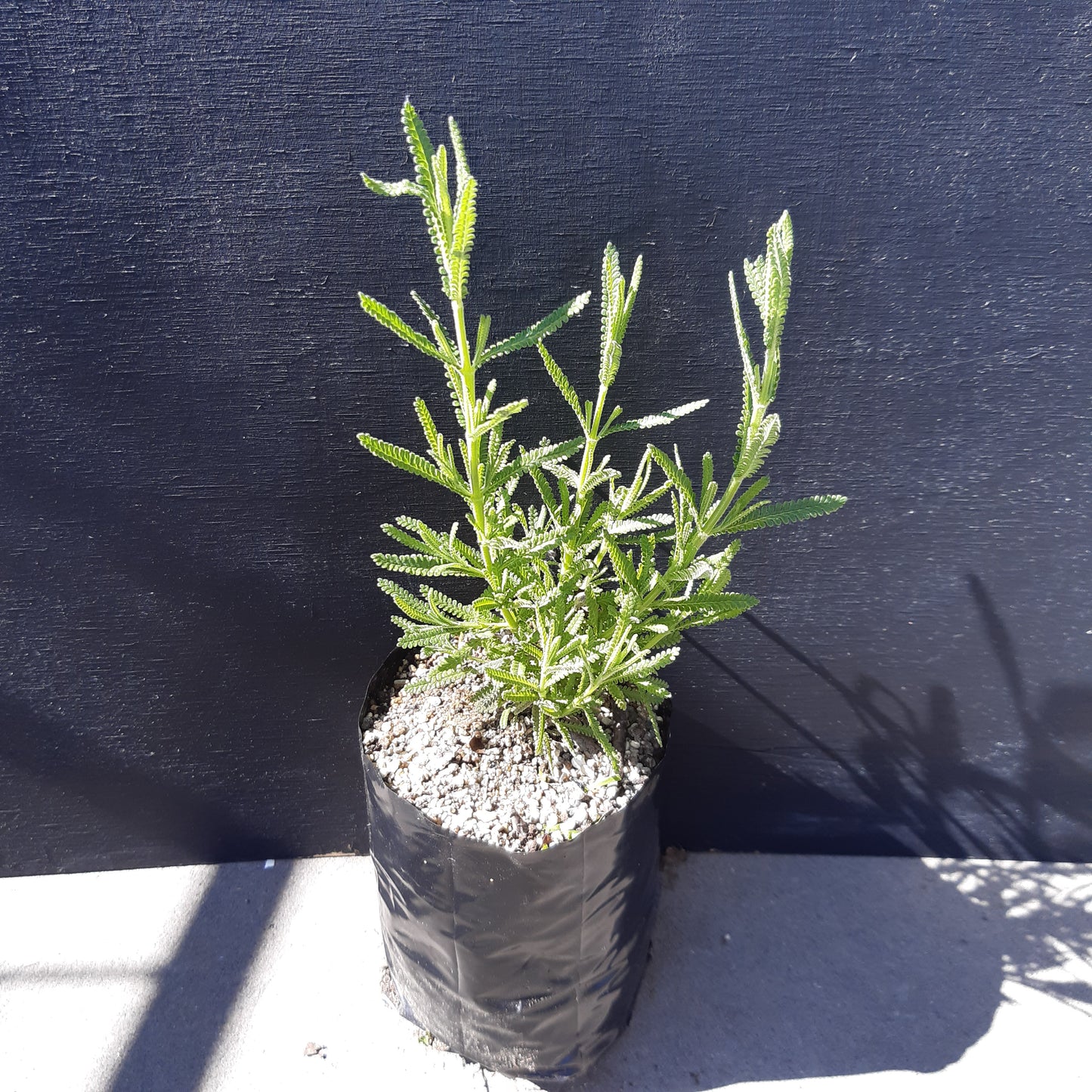 French Lavender Dentata