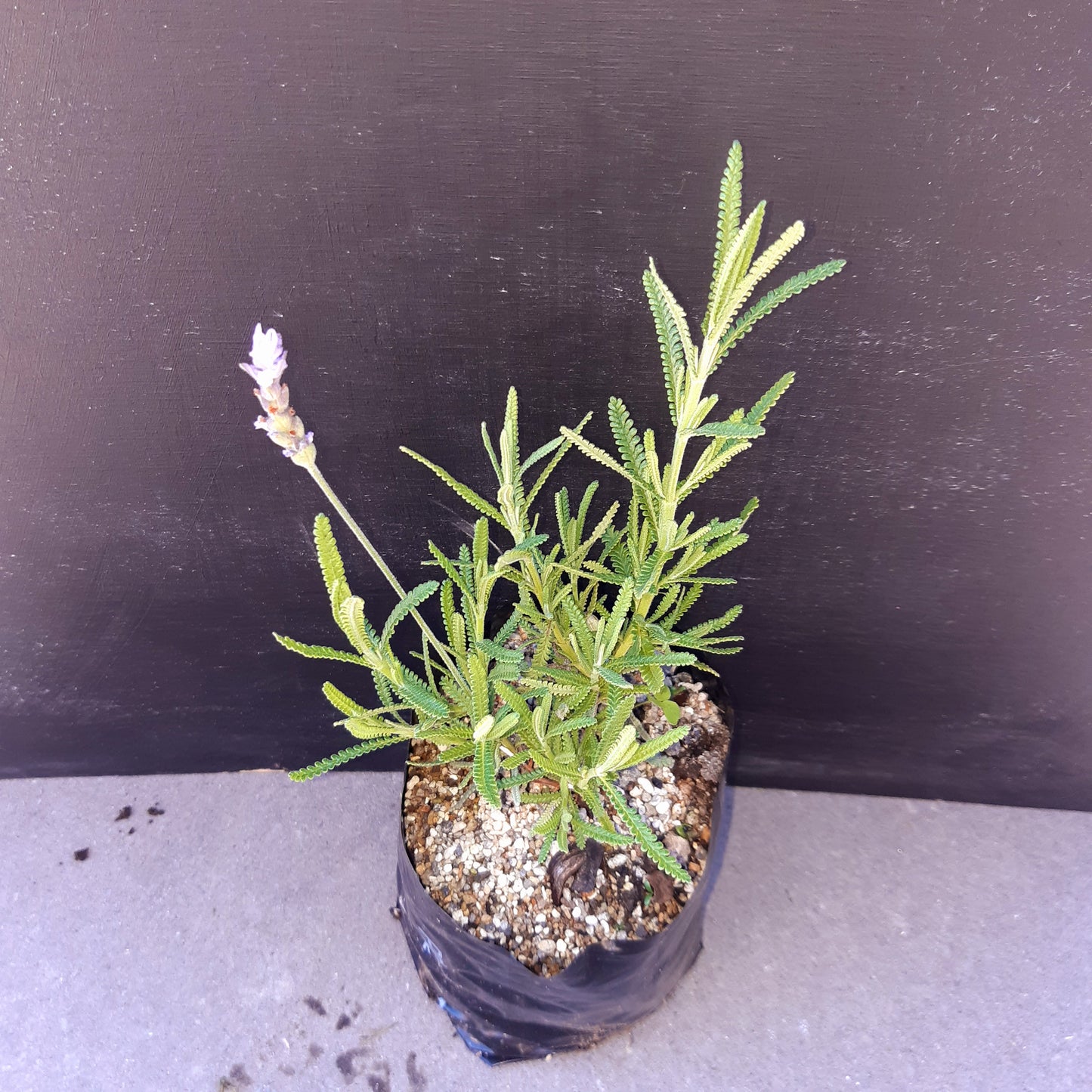 French Lavender Dentata