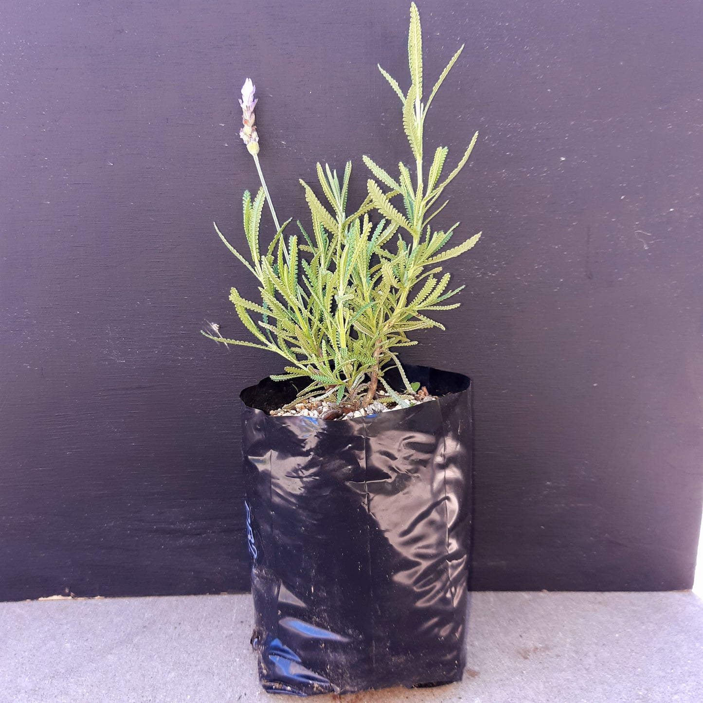 French Lavender Dentata