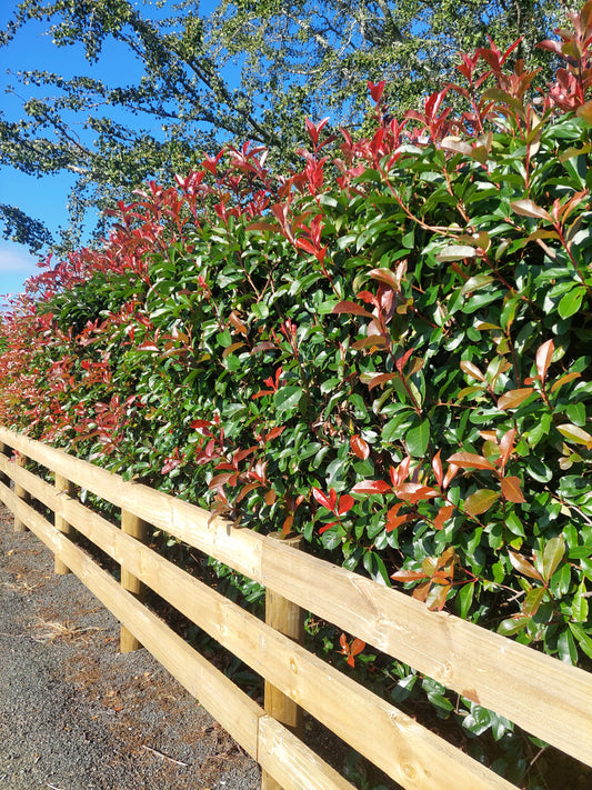 Red Robin Super hedging (Photinia)