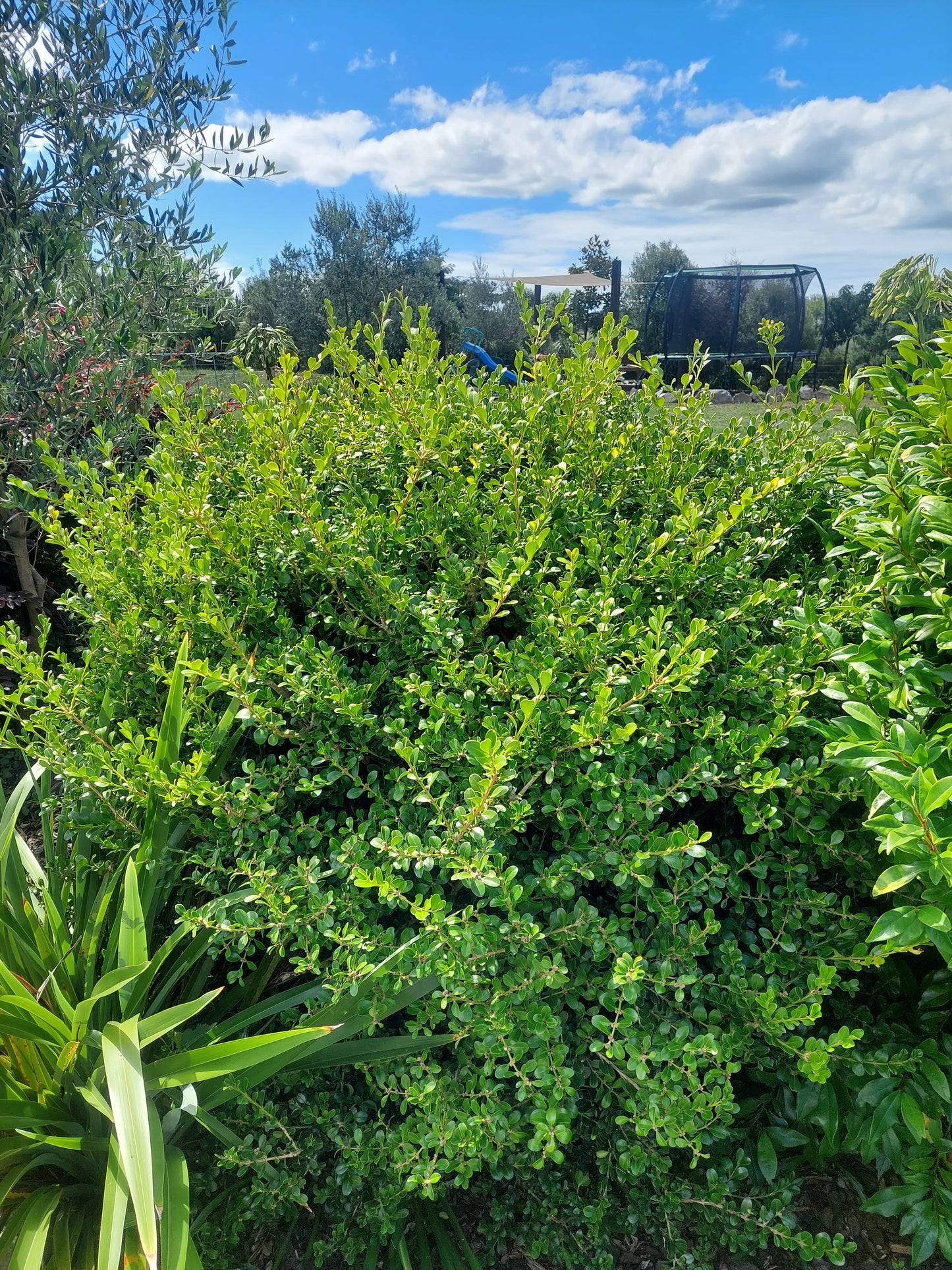 Green gem box hedge