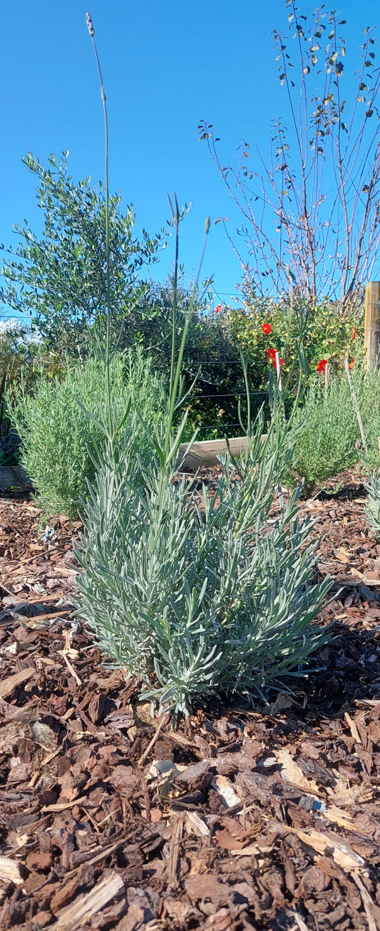 Lavender Blue Mountain White