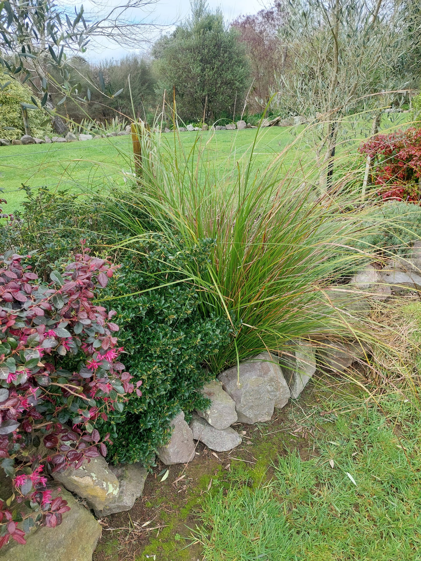 Carex viragata