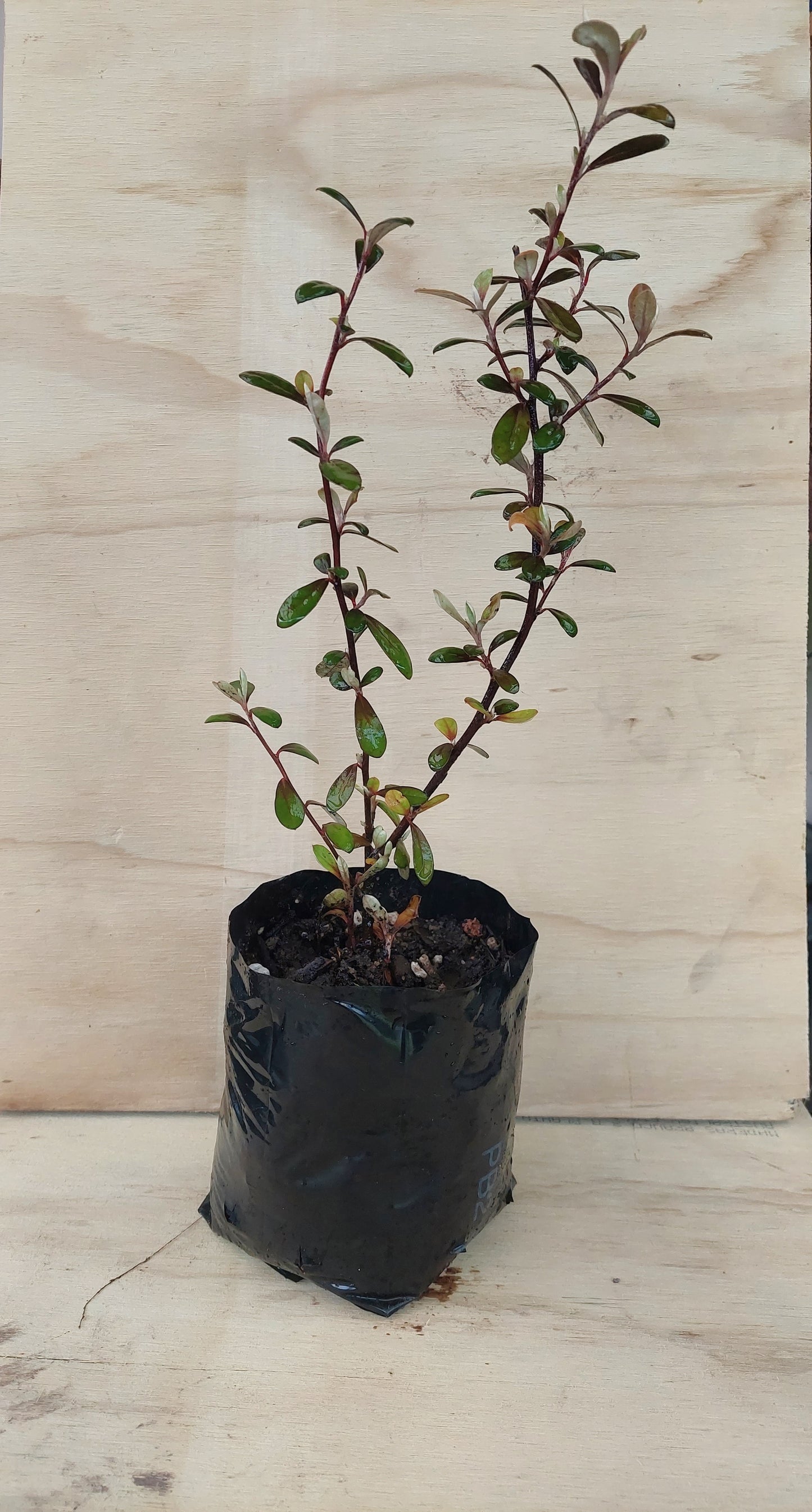 Corokia frosted chocolate