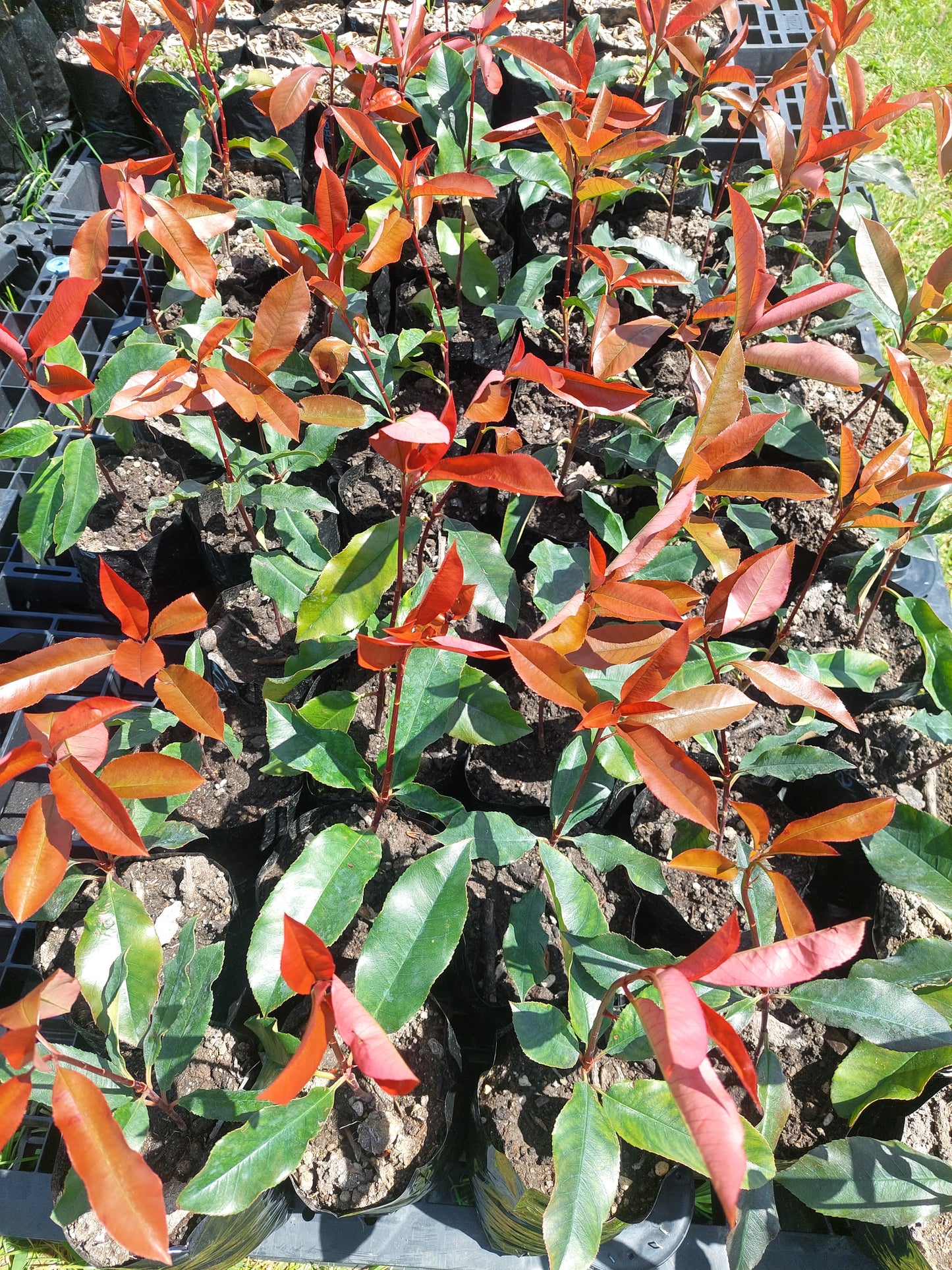 Red Robin Super hedging (Photinia)