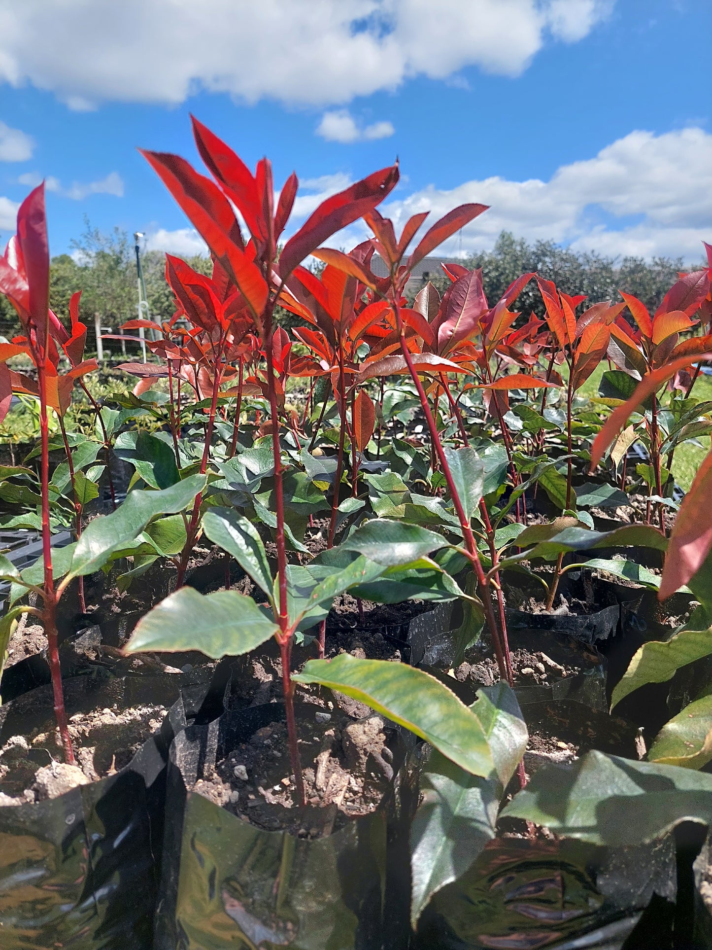 Red Robin Super hedging (Photinia)